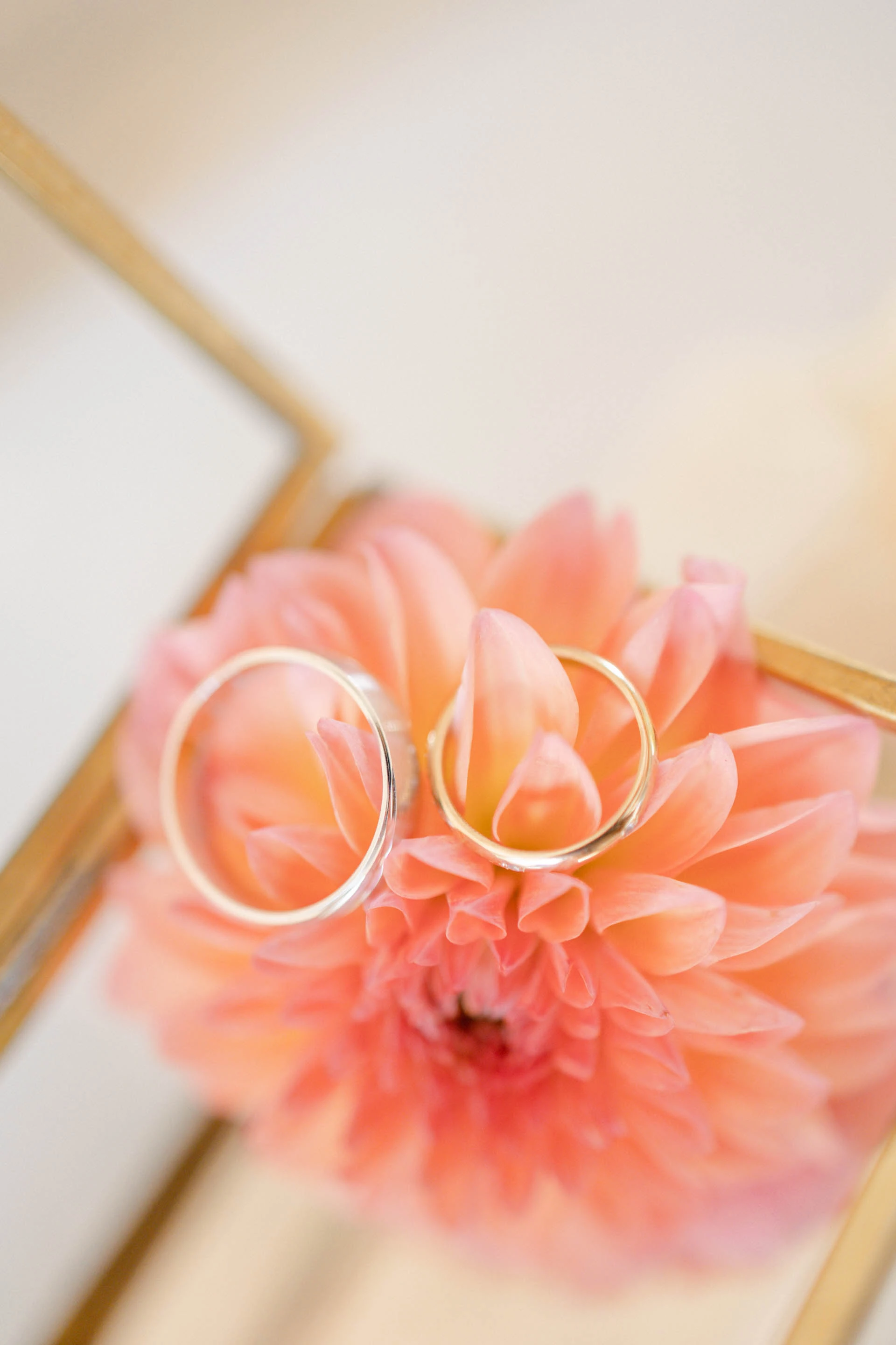 fleur pétale orange rose marron